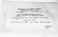 Hypoderma abietinum image